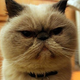 Illustration for article titled Winston The Cat Joins Twitter